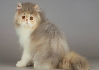 Menggemaskan! 4 Jenis Kucing Persia ini, Yang Banyak Dipelihara di Indonesia